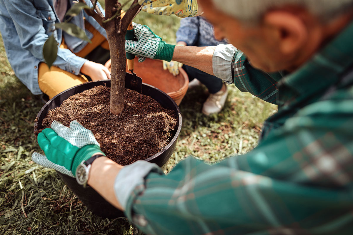 Volunteer planting trees